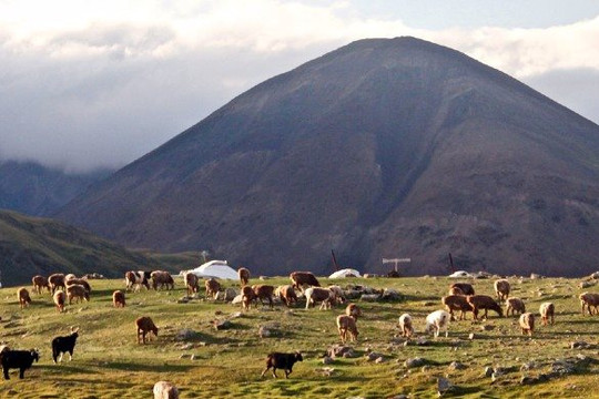 Liên Hợp Quốc và Quỹ Môi trường Toàn cầu hỗ trợ Mông Cổ bảo vệ hươu xạ