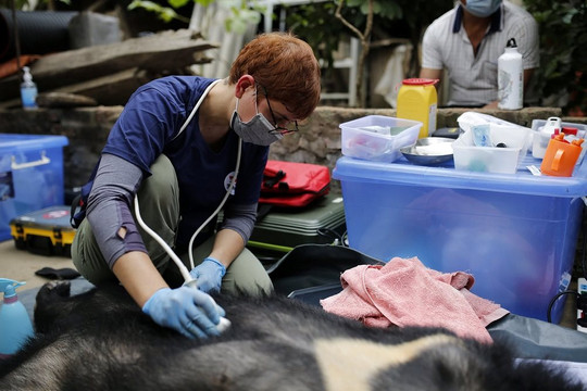 Sơn La: Cứu hộ cá thể gấu cuối cùng bị nuôi nhốt 