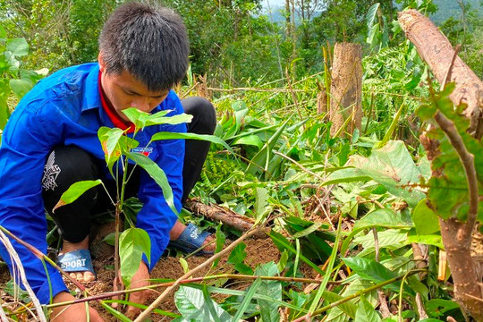 Quảng Ngãi: Trồng mới gần 7.000 cây xanh phục hồi rừng đầu nguồn