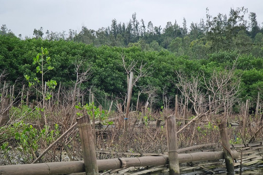 Quảng Ngãi: Phục hồi rừng ngập mặn gặp nhiều khó khăn 