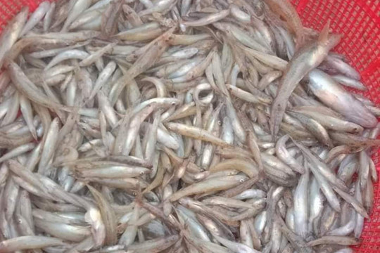 Bình Định: Thả 52.600 con cá giống xuống đầm Trà Ổ