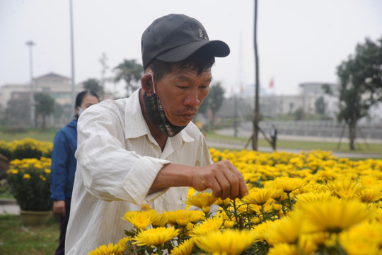 Quảng Trị: Hoa Tết được giá, nông dân phấn khởi 