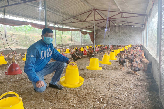 Quảng Ninh: Nâng cao chất lượng bảo vệ môi trường trong chăn nuôi vùng miền núi