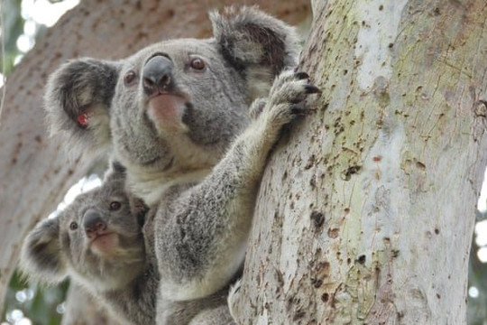 Australia liệt kê gấu túi vào danh sách loài có nguy cơ tuyệt chủng