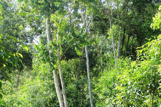 Quỹ Bảo vệ và phát triển rừng Điện Biên tiếp tục mở tài khoản cho các chủ rừng