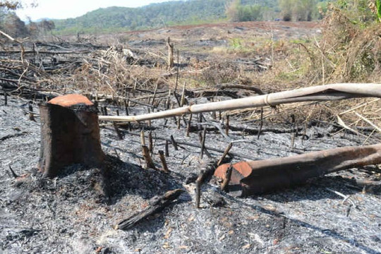 Đắk Glong (Đắk Nông): Quyết liệt xử lý tình trạng lấn chiếm đất rừng