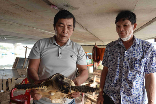 Bình Định: Thêm một con rùa biển quý hiếm thả về biển