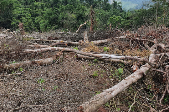 Phát hiện vụ phá rừng quy mô lớn tại Quảng Trị
