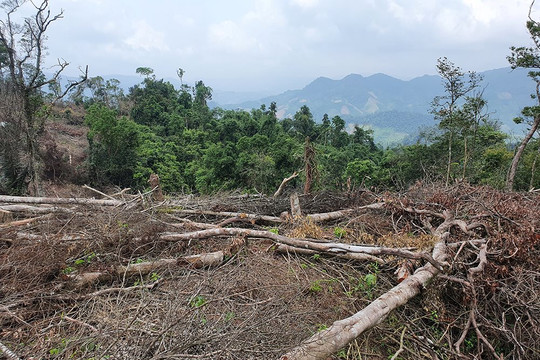 Quảng Trị: UBND tỉnh yêu cầu kiểm tra, xử lý các cá nhân, tổ chức liên quan đến việc phá rừng