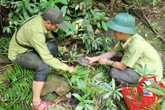 Thừa Thiên – Huế: Cứu hộ động vật hoang dã qua đường dây nóng