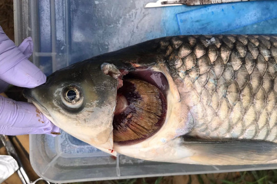 Thừa Thiên – Huế: Cá nuôi lồng chết hàng loạt