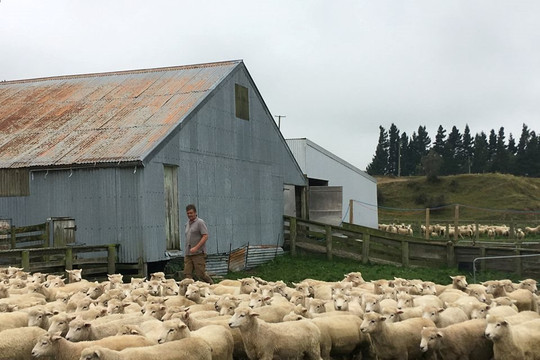 New Zealand lên kế hoạch thu phí khí thải từ chăn nuôi