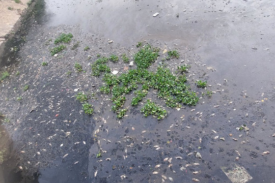 Đà Nẵng: Cá chết hàng loạt ở hồ điều tiết bốc mùi hôi thối vào nhà dân