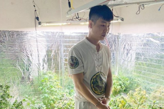 Quảng Ninh: Bắt khẩn cấp nam thanh niên trồng, chế biến cần sa tại nhà riêng