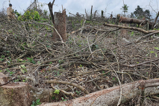 Tiếp tục xảy ra tình trạng phá rừng ở huyện miền núi tại Quảng Trị