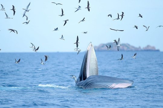 Bình Định: Cá voi xuất hiện tại biển Đề Gi là loài động vật hoang dã quý hiếm 