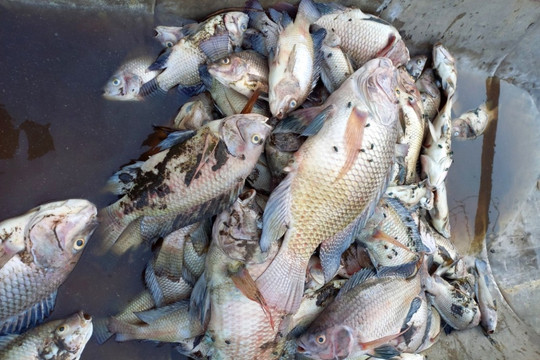 Hải Lăng - Quảng Trị: Tái diễn tình trạng cá chết ở hồ Nước Chè
