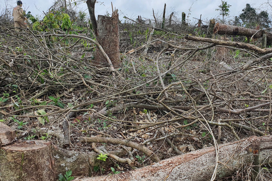 Quảng Trị: Phát hiện tình trạng phá rừng trái khép khi bắt gỗ lậu