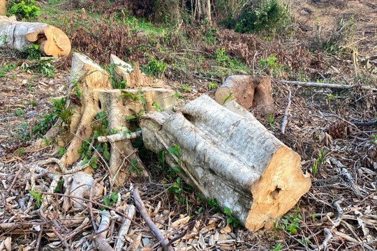 Phú Yên: Kết quả kiểm tra vụ phá rừng Sơn Hội