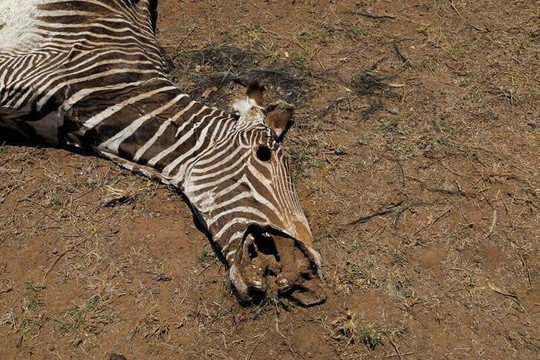 Hạn hán lịch sử đe dọa xóa sổ động vật hoang dã có nguy cơ tuyệt chủng ở Kenya