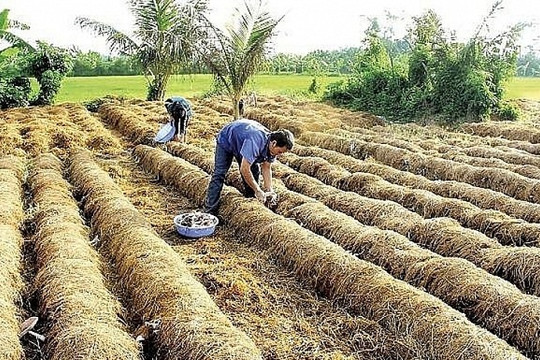 Biến phụ phẩm nông nghiệp thành tài nguyên tái tạo