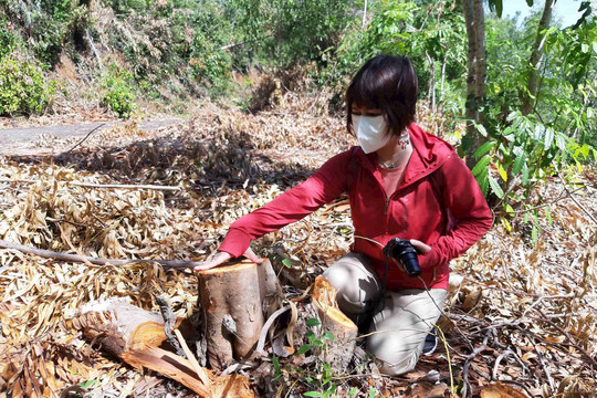 Bình Định: Chặt phá cây rừng Khu di tích danh lam thắng cảnh Ghềnh Ráng 