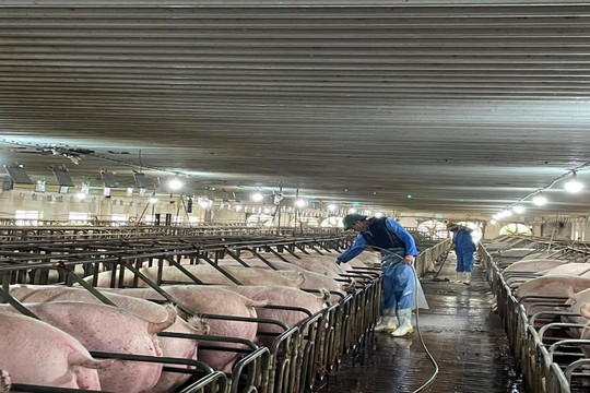 Hà Tĩnh: Phạt 160 triệu đồng cơ sở nuôi lợn vi phạm môi trường