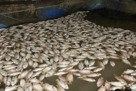 Thừa Thiên – Huế: Cá nuôi lồng chết hàng loạt, dân điêu đứng