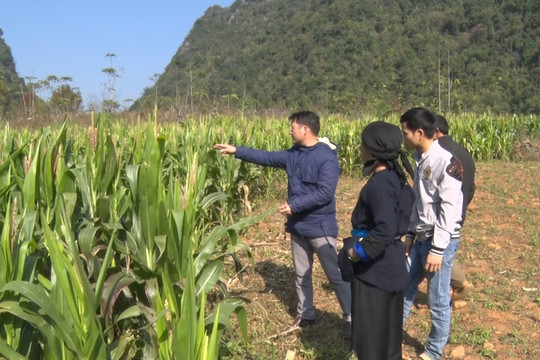 Cao Bằng: Hiệu quả từ Dự án Hỗ trợ kinh doanh cho nông hộ