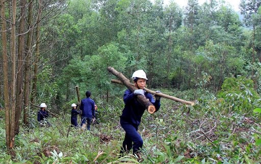 Sử dụng hiệu quả đất có nguồn gốc từ nông, lâm trường