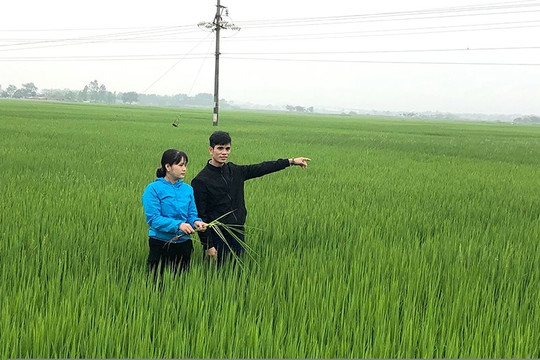 Đoan Hạ - Thanh Thủy (Phú Thọ): Dồn đổi ruộng đất nâng cao hiệu quả sản xuất