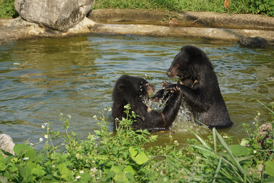 Cơ sở bảo tồn gấu Ninh Bình đánh dấu 5 năm chuyến cứu hộ gấu đầu tiên