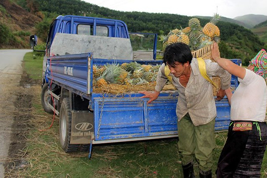 Mường Chà xây dựng thương hiệu Dứa an toàn