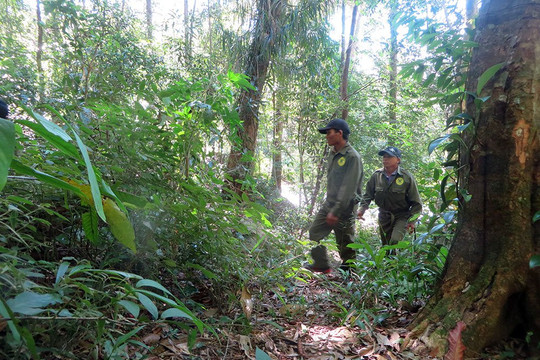 Vườn Quốc gia Cát Tiên (Lâm Đồng): Trả tiền dịch vụ môi trường rừng qua ứng dụng điện tử