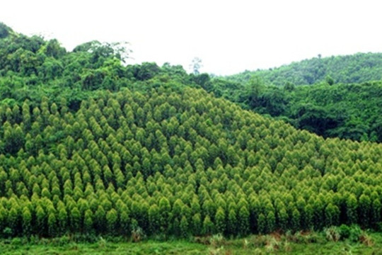 Thí điểm thủ tục chuyển mục đích sử dụng rừng sang mục đích khác tại Khánh Hòa