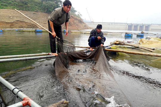 Lào Cai: Xóa đói giảm nghèo nhờ mô hình nuôi cá lông trên sông
