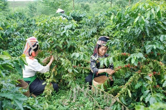 Nâng cao năng lực ứng phó biến đổi khí hậu cho phụ nữ nông thôn