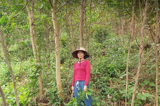 Hoà Vang (Đà Nẵng): Người dân dựa vào đất rừng để thoát nghèo