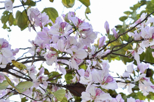 Điện Biên rực rỡ mùa hoa ban
