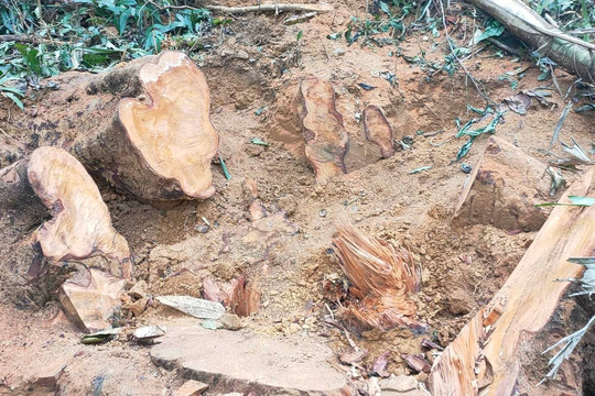 Thanh Hóa: Yêu cầu xử lý trách nhiệm vì để rừng bị phá ở huyện Thường Xuân
