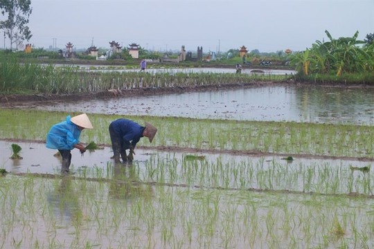 Giải pháp sử dụng đất nông nghiệp thích ứng với biến đổi khí hậu tại tỉnh Nam Định
