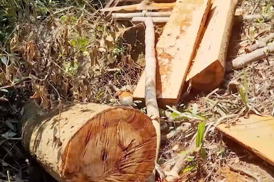 Thừa Thiên - Huế: Điều tra vụ phá rừng tại huyện Nam Đông
