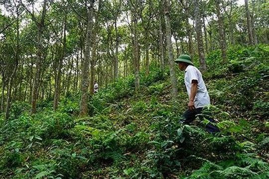 Quảng Bình: Thoát nghèo nhờ được giao đất rừng