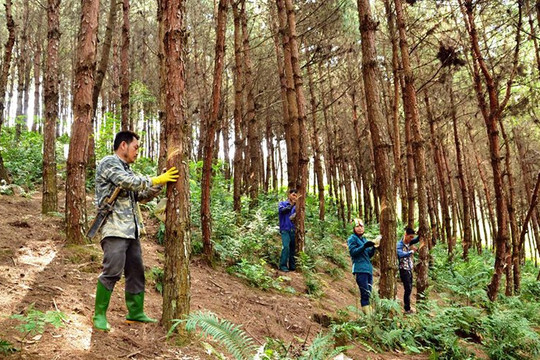 Tiềm năng phát triển cây cao su ở Lào Cai 
