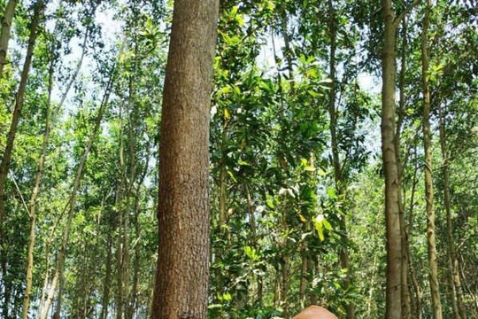 Quảng Nam: Trồng rừng gỗ lớn để thoát nghèo bền vững
