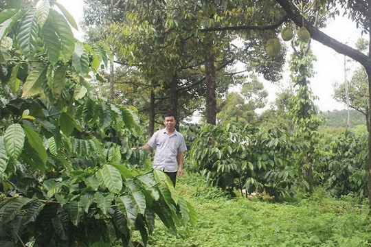 Đắk Lắk: Thoát nghèo nhờ chuyển đổi cây trồng thích ứng với biến đổi khí hậu