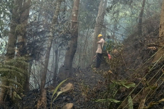 Lai Châu kịp thời huy động lực lượng chữa cháy rừng