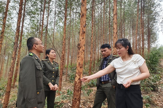 Bắc Giang rừng sản xuất góp phần tích cực giảm nghèo bền vững