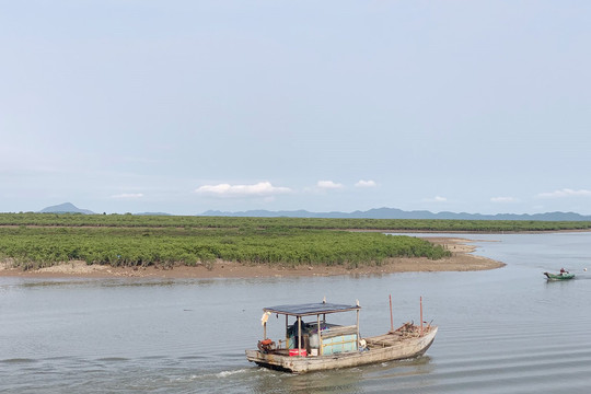Quảng Ninh: Giữ rừng ngập mặn tạo sinh kế cho người dân