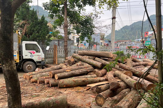 Tiếp bài “Núp bóng doanh nghiệp để phá rừng ở Bắc Kạn”: Tổng cục Lâm nghiệp kiến nghị xử lý nghiêm
